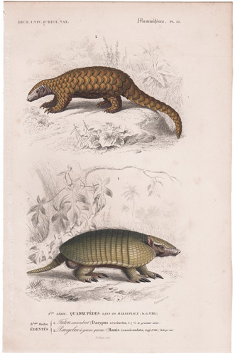 Pangolin, Armadillo